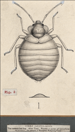 Bed Bug Illustration — Muncie, IN — American Pest Control