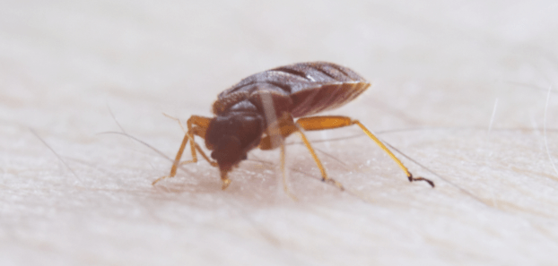 Bed Bug — Muncie, IN — American Pest Control