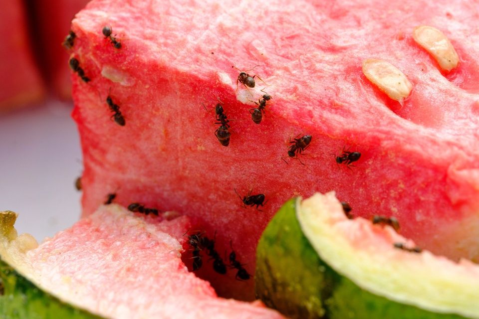 Ants On Watermelon — Muncie, IN — American Pest Control
