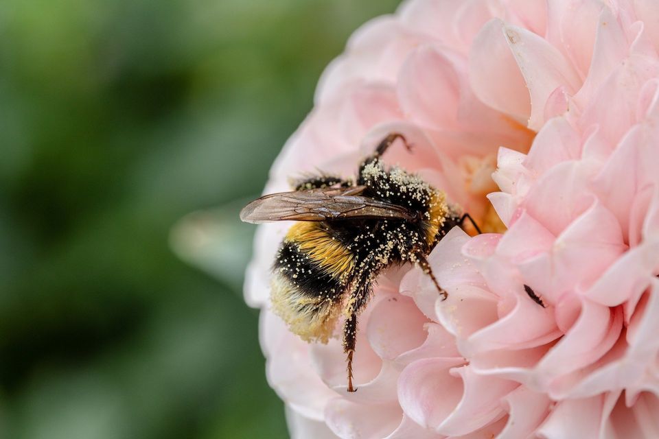 Bee On Pink Flower — Muncie, IN — American Pest Control