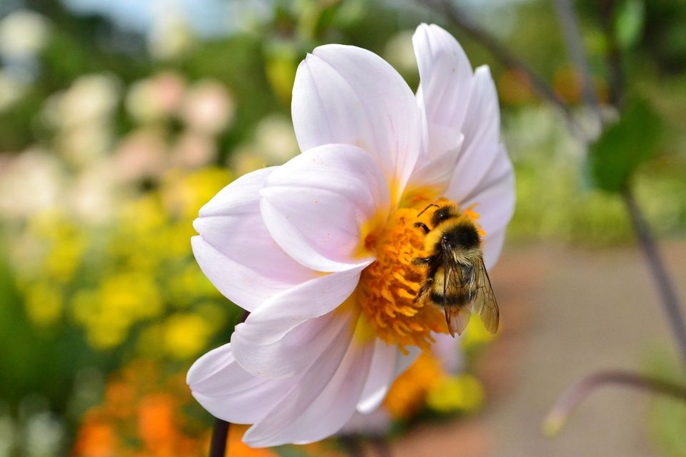 Bee Sucking Nectar On Flower — Muncie, IN — American Pest Control