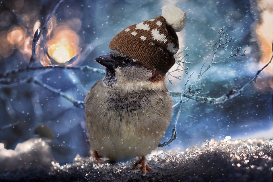 Bird Wearing Winter Hat — Muncie, IN — American Pest Control