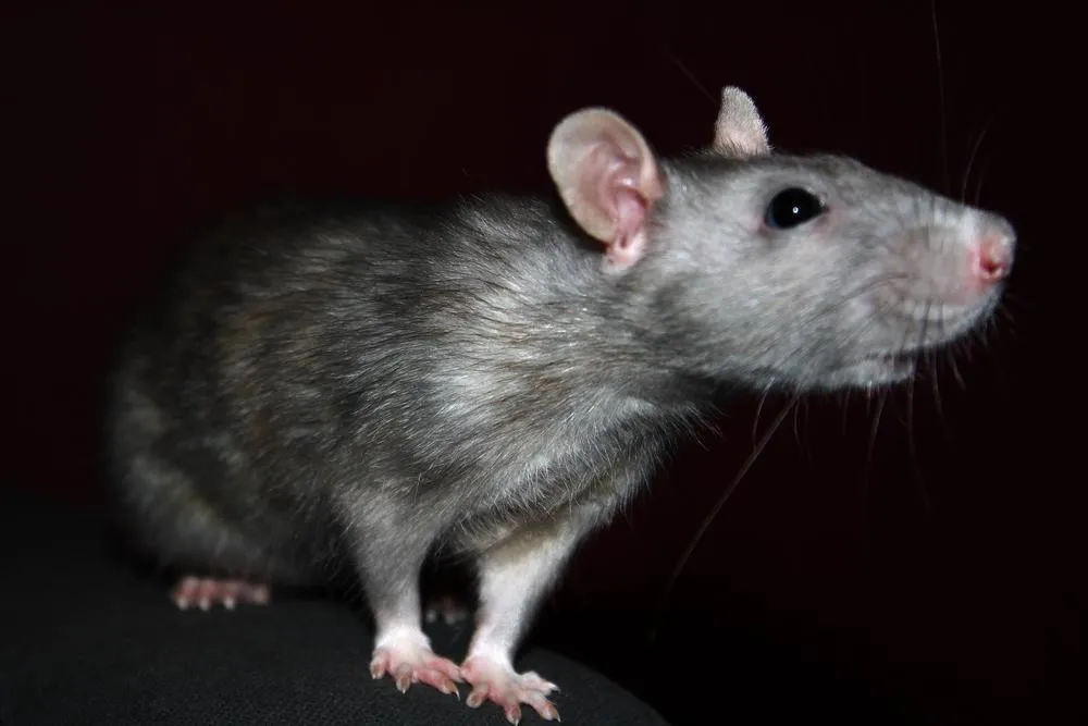 Rat In Dark Room — Muncie, IN — American Pest Control