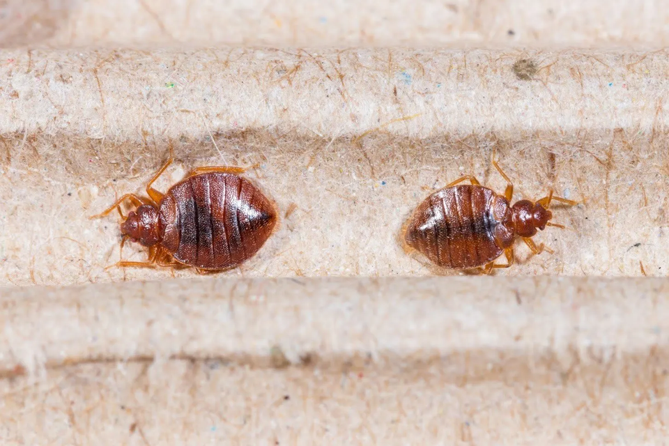 Two Bedbugs — Muncie, IN — American Pest Control