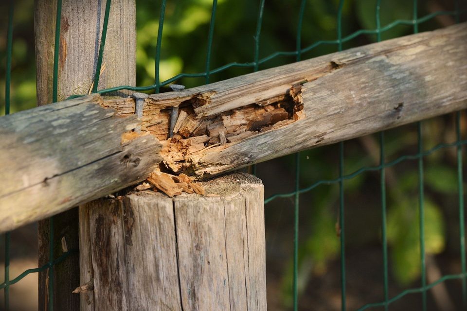 Infested Wooden Fence — Muncie, IN — American Pest Control