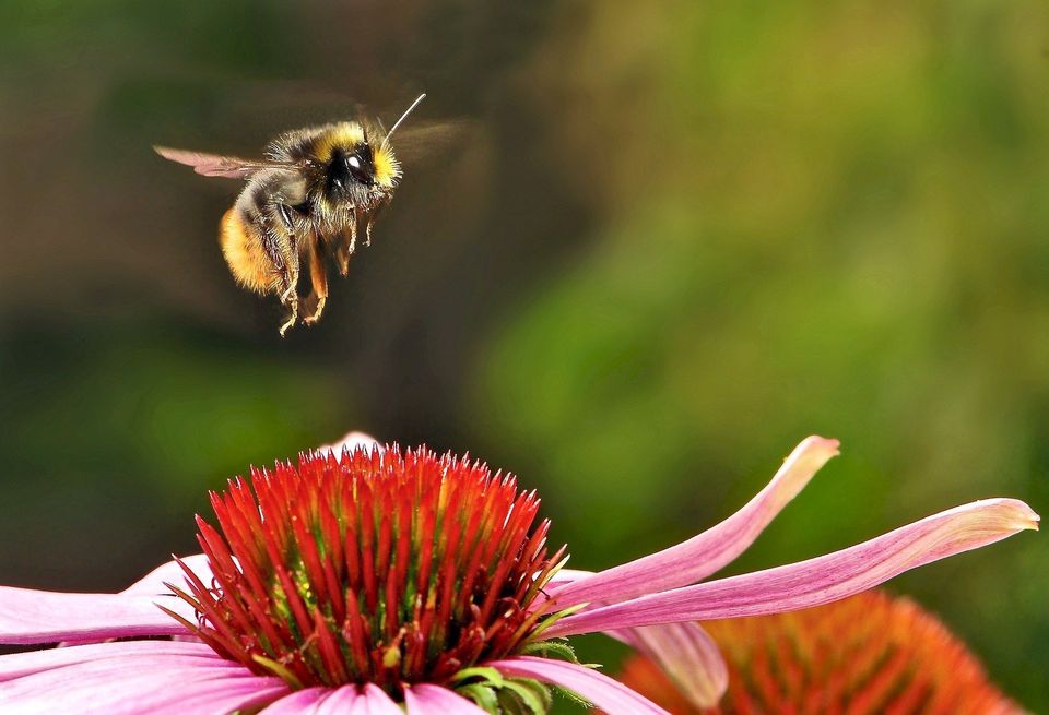 Bumblebee — Muncie, IN — American Pest Control