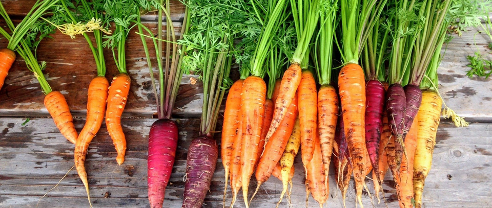 Carrots — Muncie, IN — American Pest Control