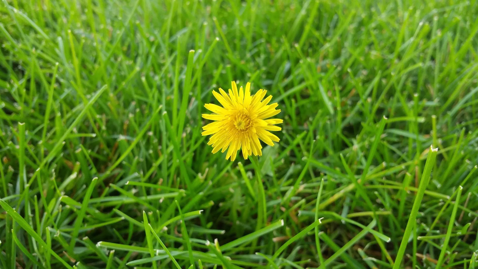 Flower On Lawn — Muncie, IN — American Pest Control