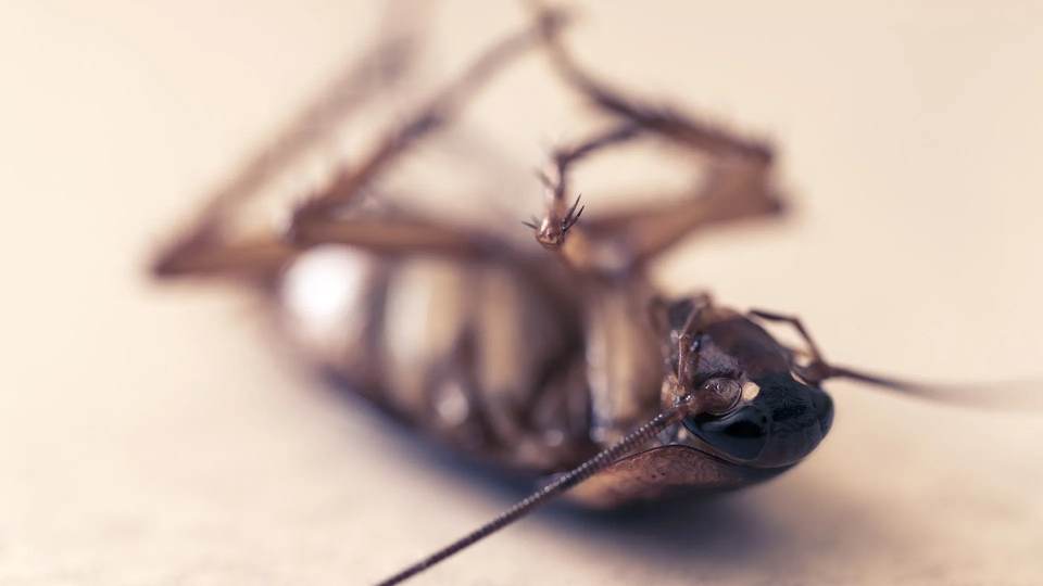 Dead Cockroach — Muncie, IN — American Pest Control