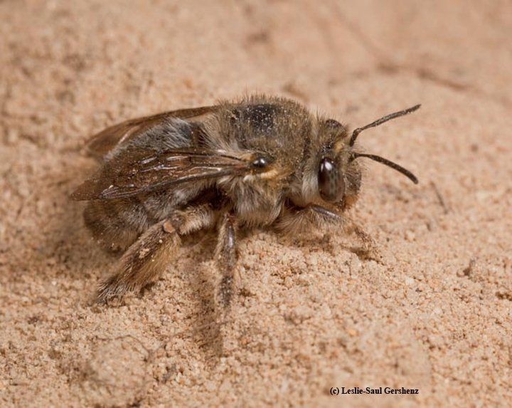 Digger Bee — Muncie, IN — American Pest Control