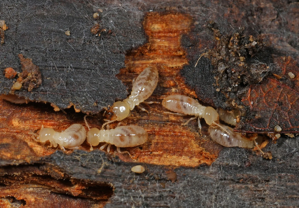 Termites Eating Wood — Muncie, IN — American Pest Control