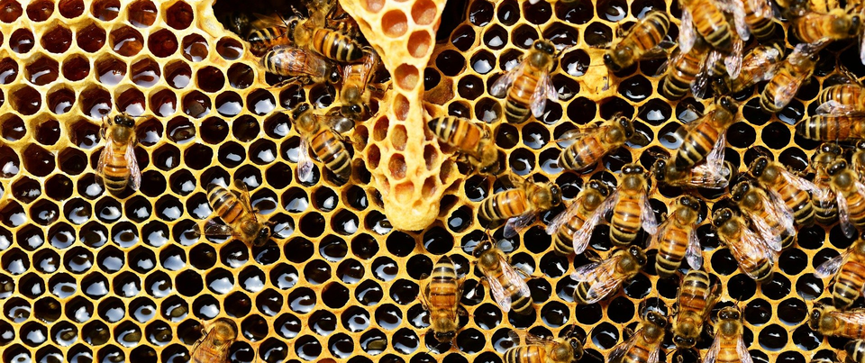 Worker Bees — Muncie, IN — American Pest Control
