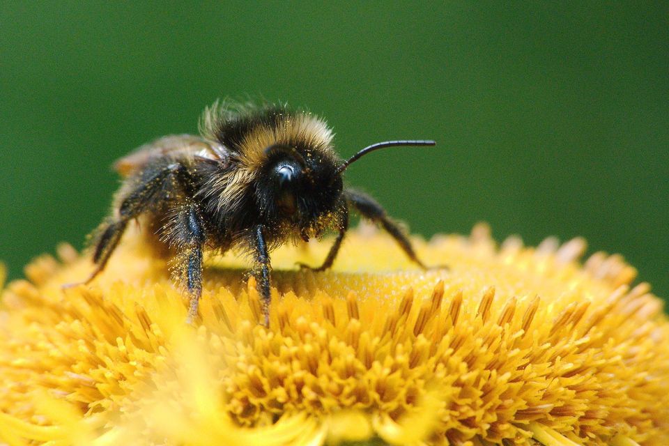 Bee Sucking Flower Nectar — Muncie, IN — American Pest Control
