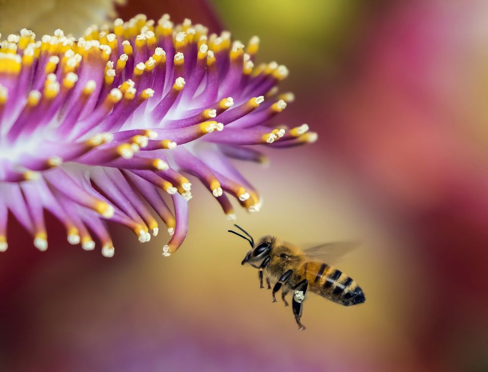 Honey Bee Flying To A Flower — Muncie, IN — American Pest Control