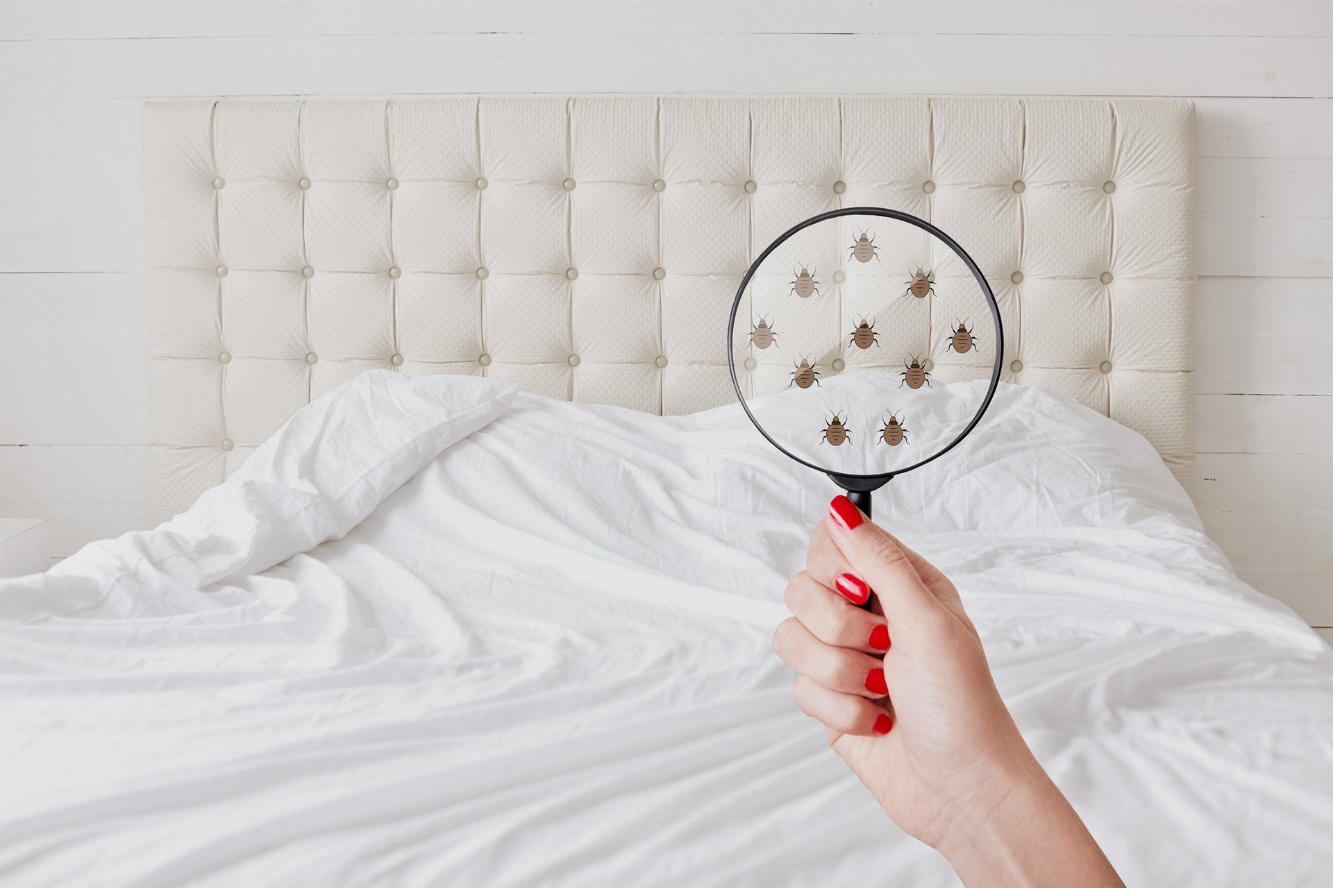 Woman Holding Magnifying Glass With Bed Bugs Graphic — Muncie, IN — American Pest Control