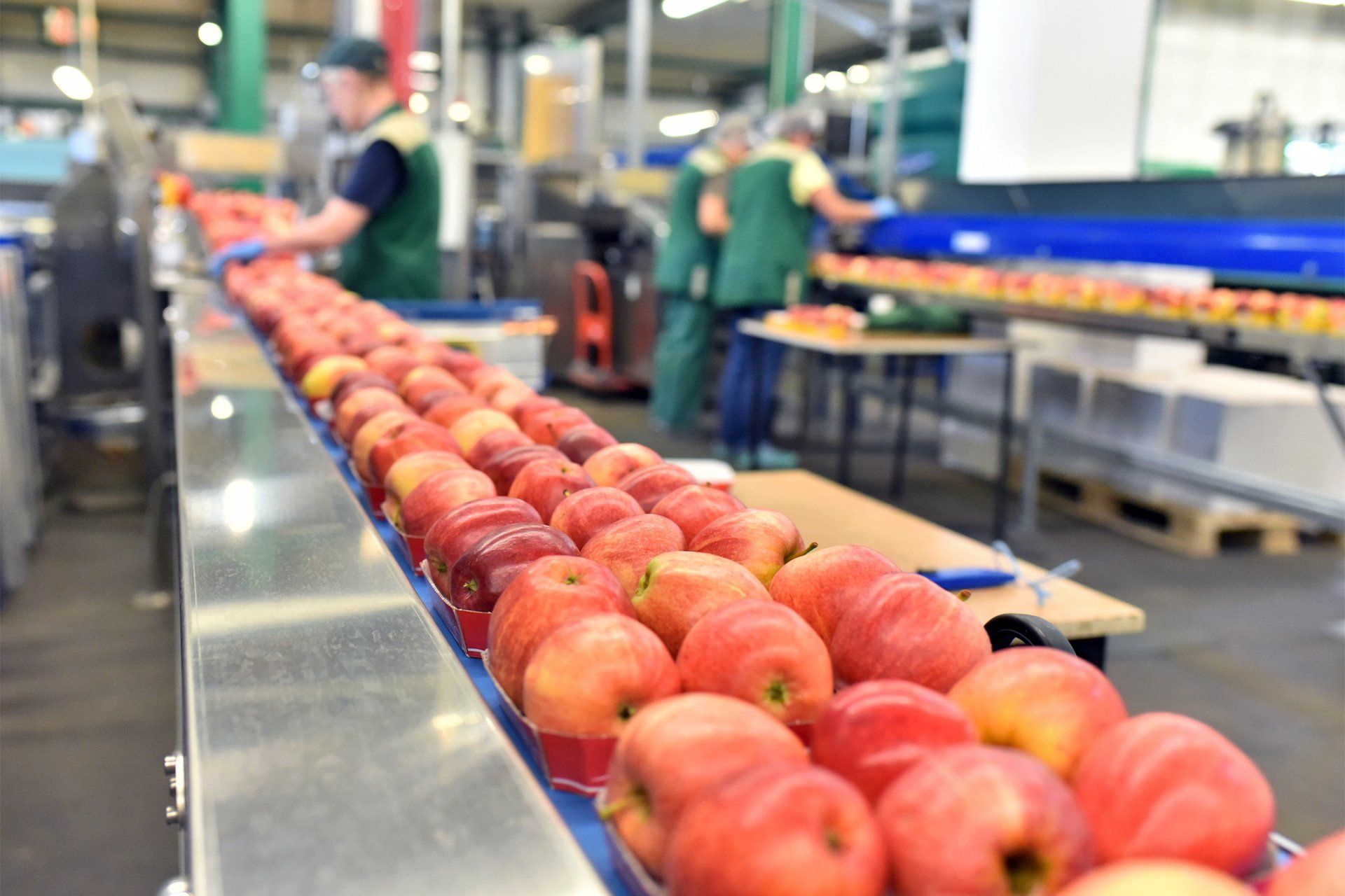 Apples On Conveyor Belt Inside The Food Processing Plant — Muncie, IN — American Pest Control