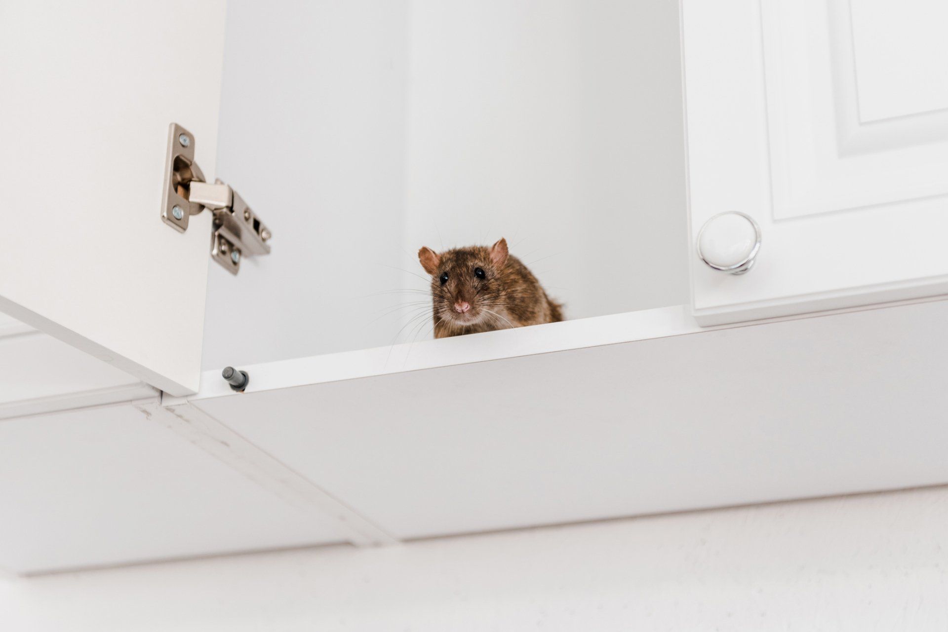 Rat In Kitchen Cabinet — Muncie, IN — American Pest Control