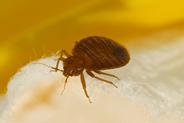 Brown bed bug on a white surface, with a yellow background.