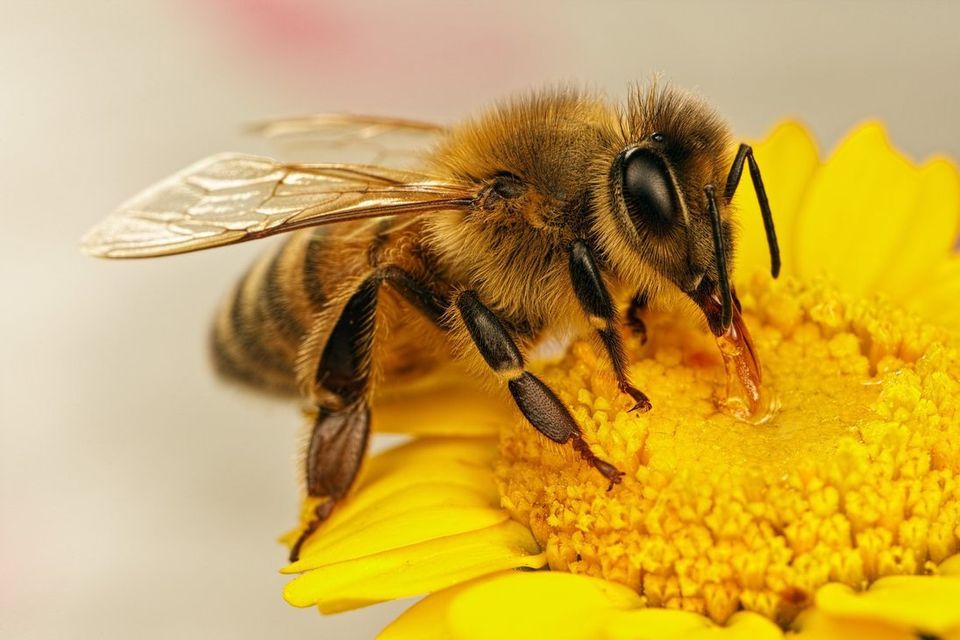 Honey Bee — Muncie, IN — American Pest Control