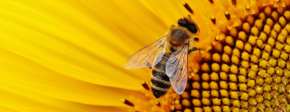 Bee On Sunflower — Muncie, IN — American Pest Control