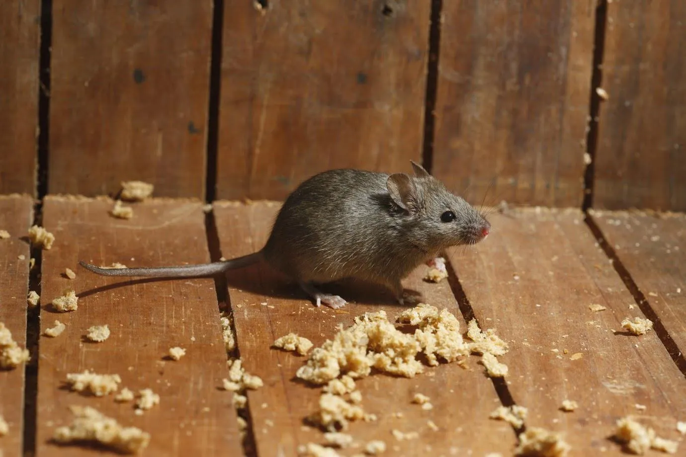 House Rat — Muncie, IN — American Pest Control