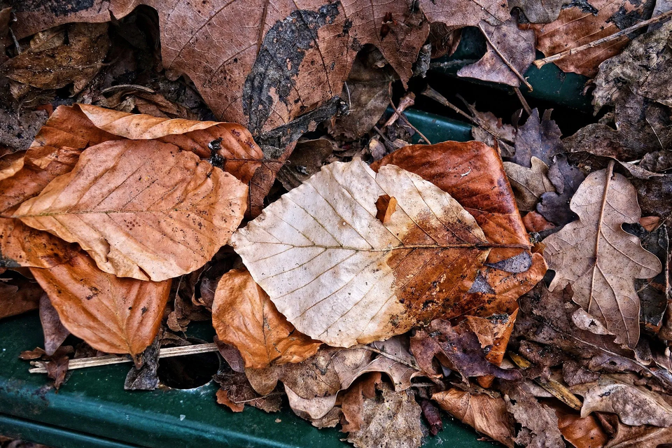Fallen Leaves — Muncie, IN — American Pest Control