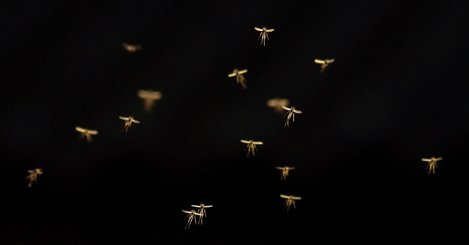 Mosquitoes Flying Around — Muncie, IN — American Pest Control
