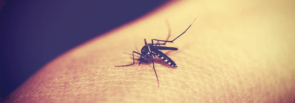 Mosquito Biting A Human Skin — Muncie, IN — American Pest Control
