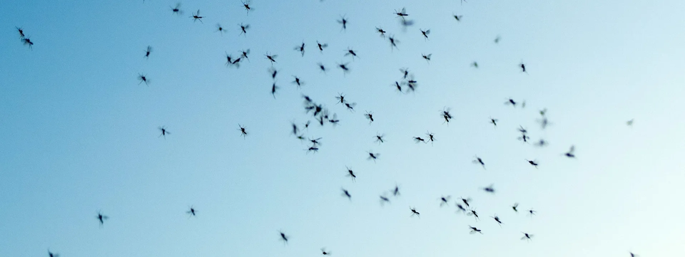 Swarm Of Mosquitoes — Muncie, IN — American Pest Control