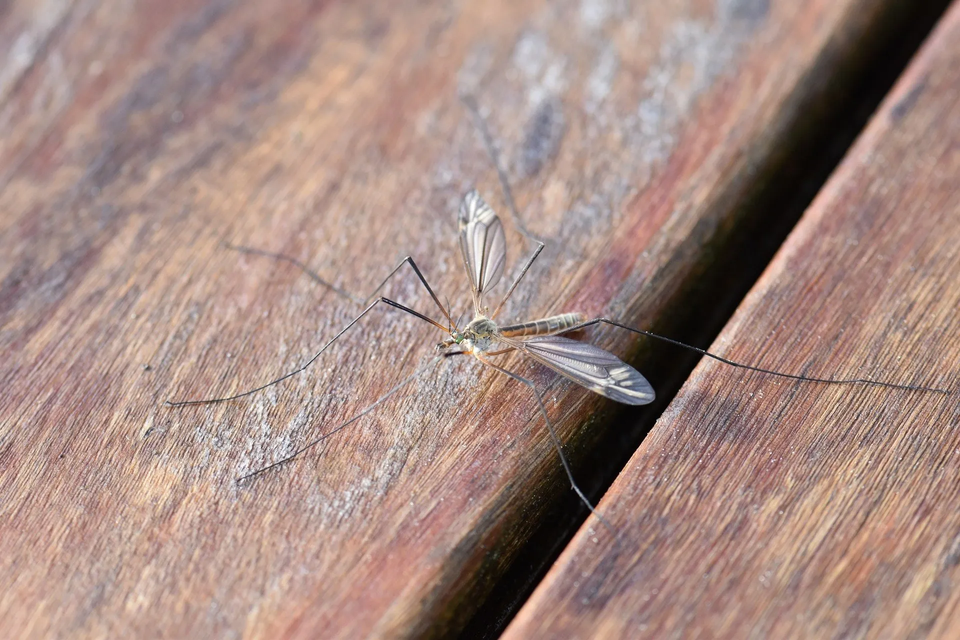 Mosquito On Wood Plank — Muncie, IN — American Pest Control