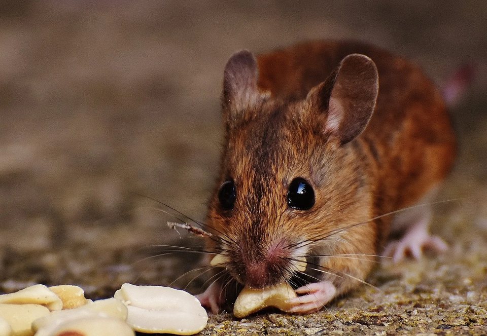 Rat Eating Nuts — Muncie, IN — American Pest Control
