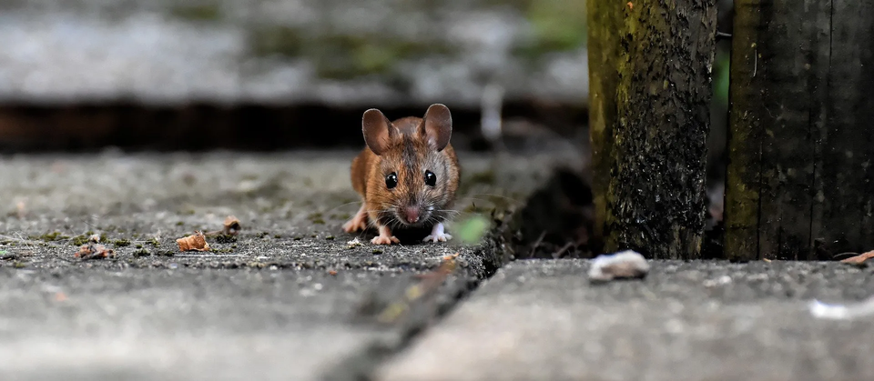 Mouse — Muncie, IN — American Pest Control