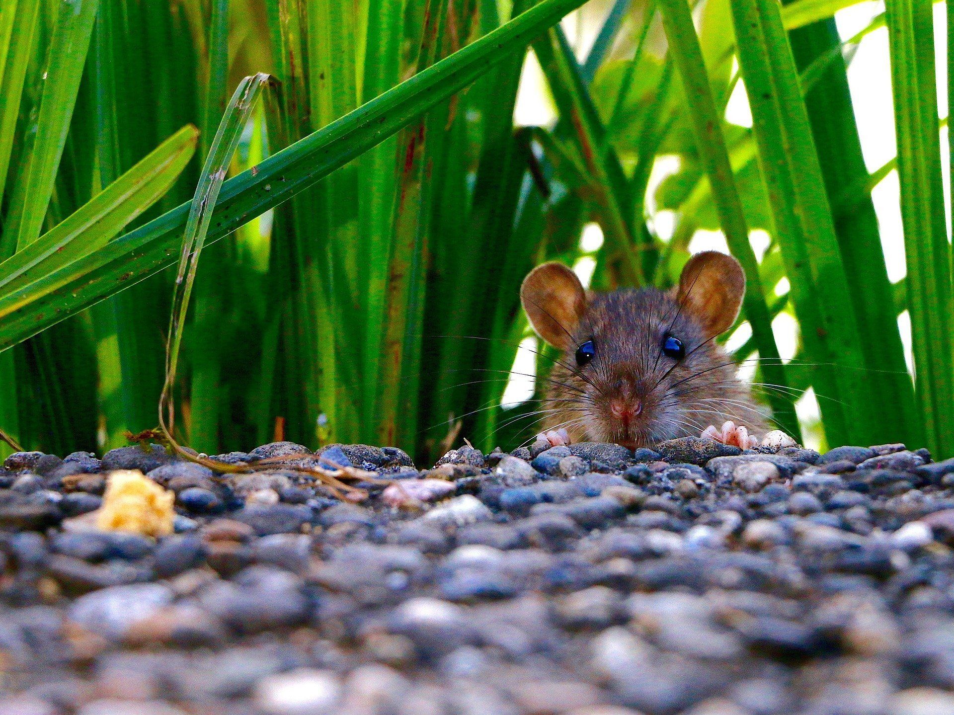 3 Ways Mice Spread Disease In Your Home