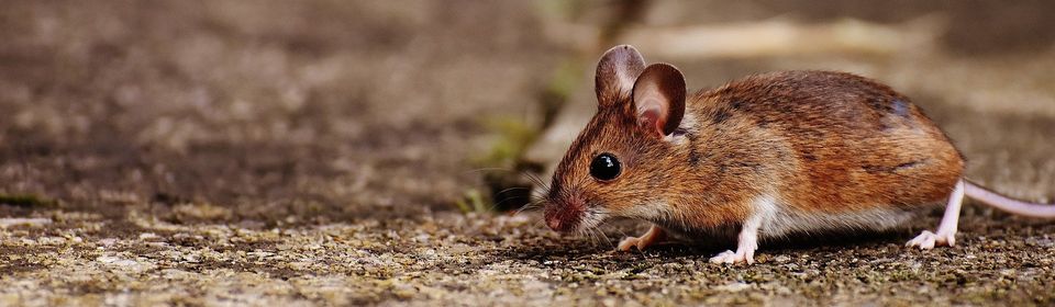 Mice — Muncie, IN — American Pest Control