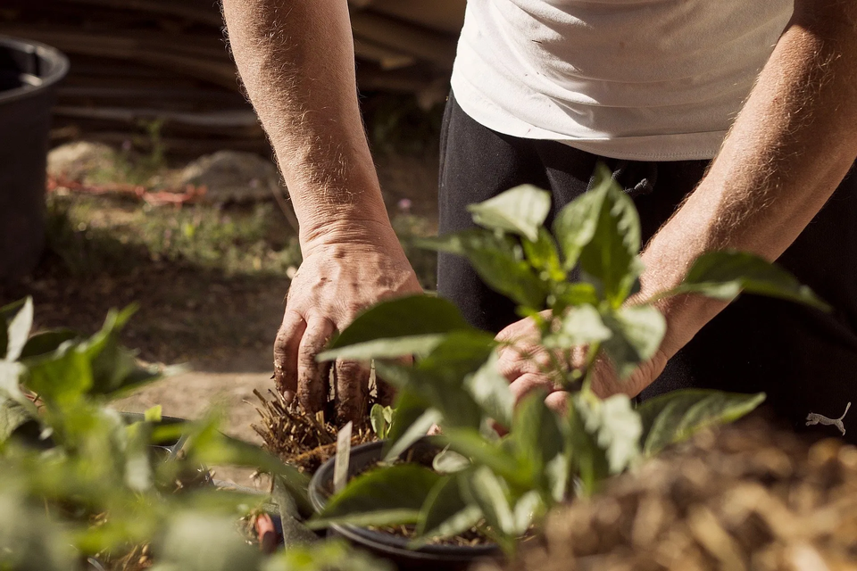 Planting Plants — Muncie, IN — American Pest Control