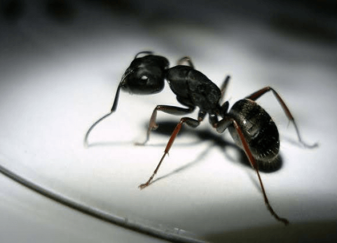 Black Ant — Muncie, IN — American Pest Professionals