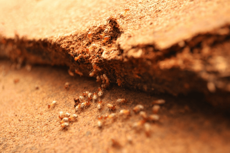 Termites — Muncie, IN — American Pest Professionals