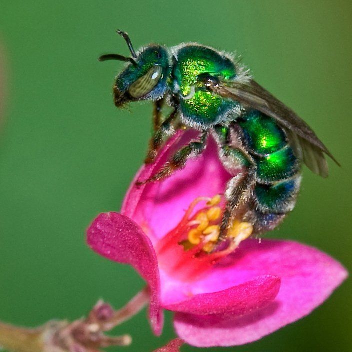 Sweat Bee — Muncie, IN — American Pest Control