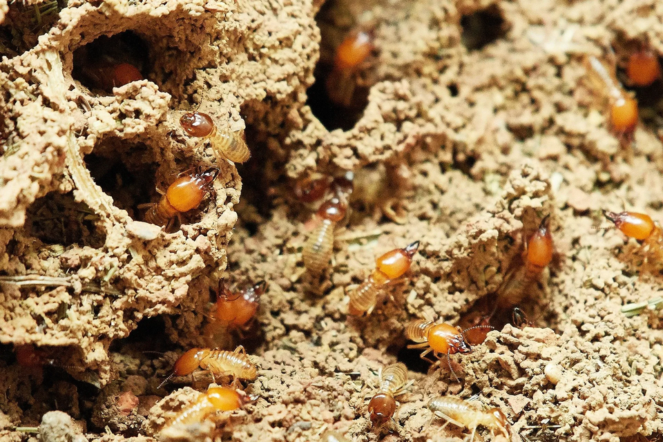 Termite Infestation — Muncie, IN — American Pest Control