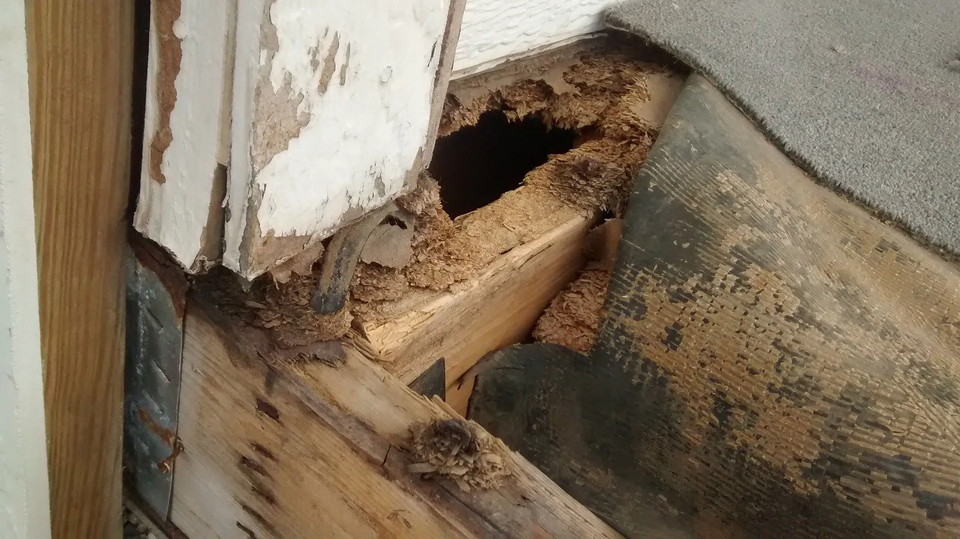 Wood Damaged From Termites — Muncie, IN — American Pest Control