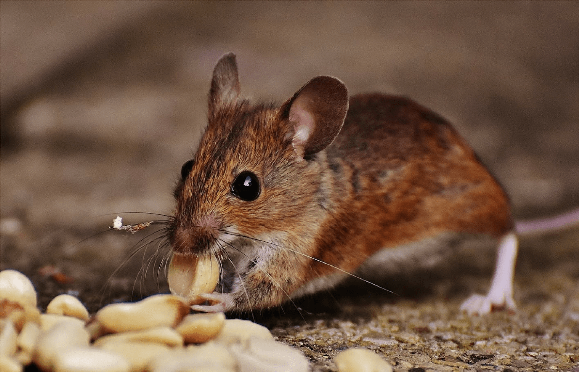 Mice Eating Peanuts — Muncie, IN — American Pest Professionals