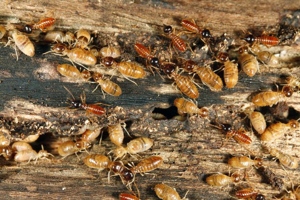 Wood Plank Infested By Termites — Muncie, IN — American Pest Control