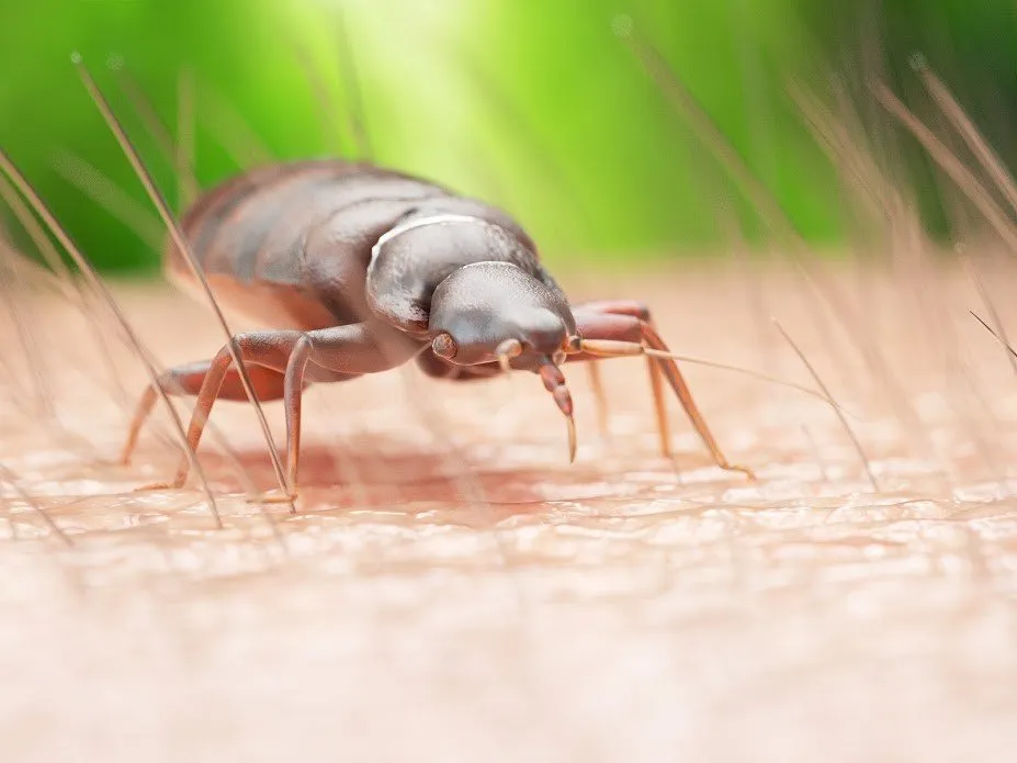Flea On A Human Skin — Muncie, IN — American Pest Control