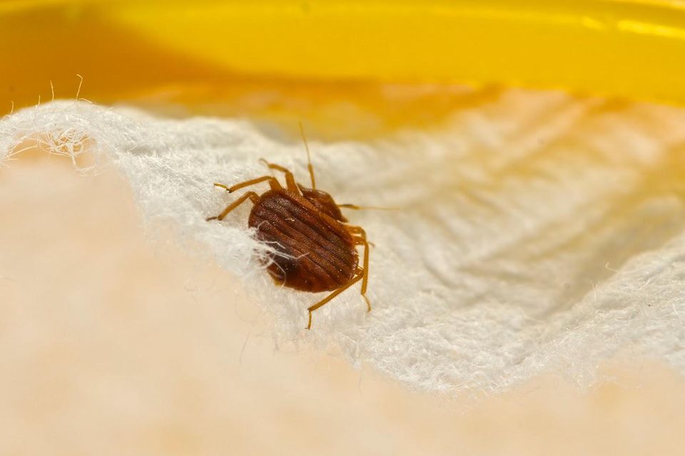 Bed Bug On Bed Foam — Muncie, IN — American Pest Control