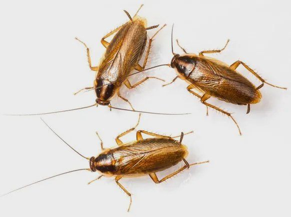 Top Class Pest - Los Angeles Bed Bug Exterminator