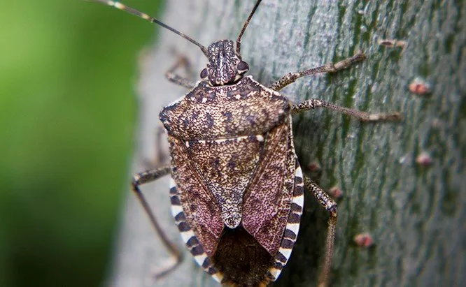 Bug On Tree — Muncie, IN — American Pest Control