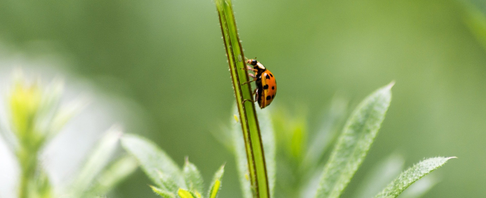 6 Beneficial Garden Animals That Seem Like Pests