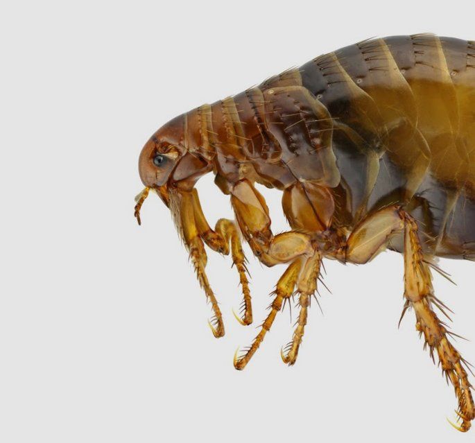 Focus Shot Of Flea — Muncie, IN — American Pest Control
