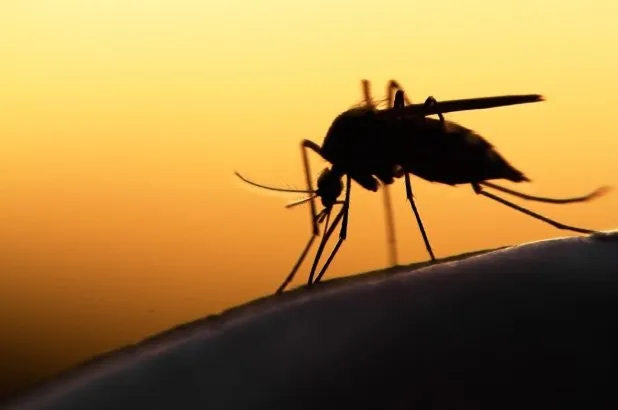 Focus Shot Of Mosquito — Muncie, IN — American Pest Control