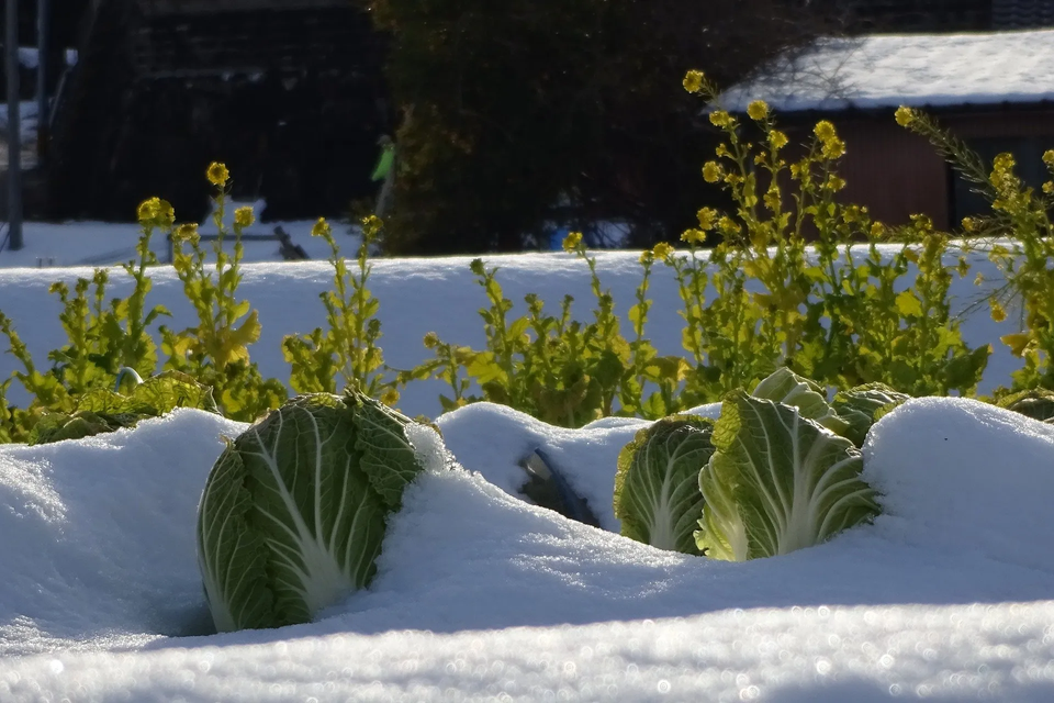 Vegetables During Winter — Muncie, IN — American Pest Control